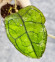 Hoya Clemensiorum Aceh #013                               