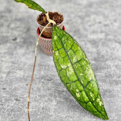 Hoya Clemensiorum Aceh ar #031