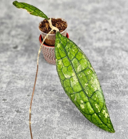 Hoya Clemensiorum Aceh ar #031 Hoya Clemensiorum Aceh ar #031