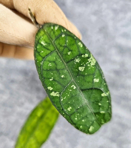 Hoya Clemensiorum Crocodile #001    