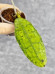 Hoya Clemensiorum Crocodile #001    