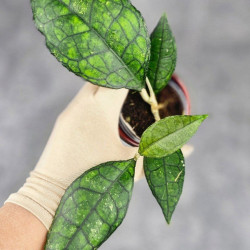 Hoya Clemensiorum Sarawak #002  