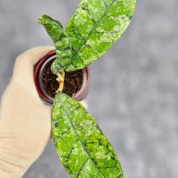 Hoya Calistophylla Splash 