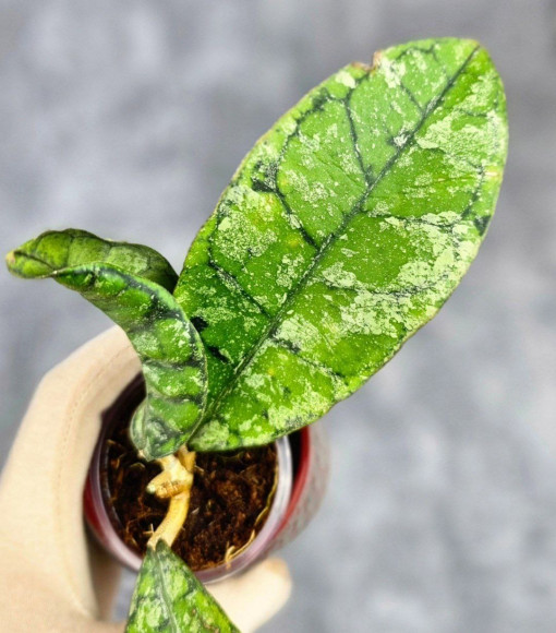 Hoya Calistophylla Splash Hoya Calistophylla Splash