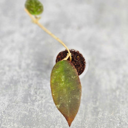Hoya Caudata Aceh Red Leaf   