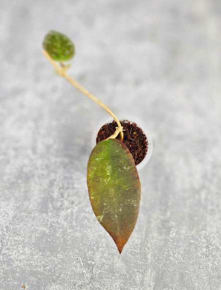 Hoya Caudata Aceh Red Leaf Hoya Caudata Aceh Red Leaf