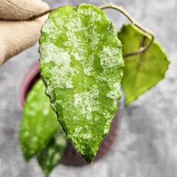 Hoya Caudata Aceh High Splash