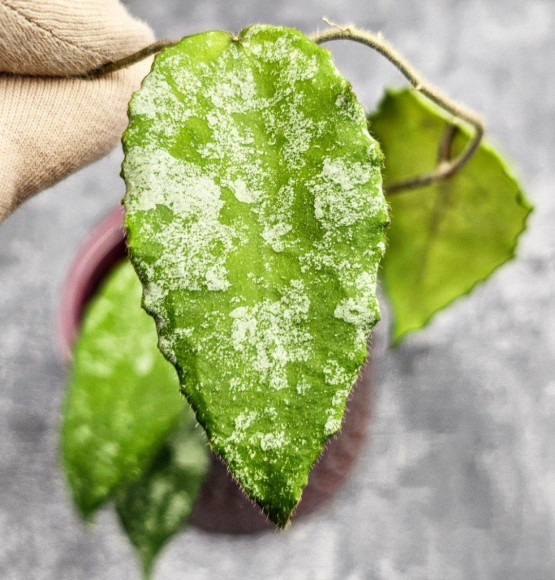 Hoya Caudata Aceh High Splash