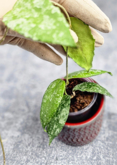 Hoya Caudata Aceh High Splash