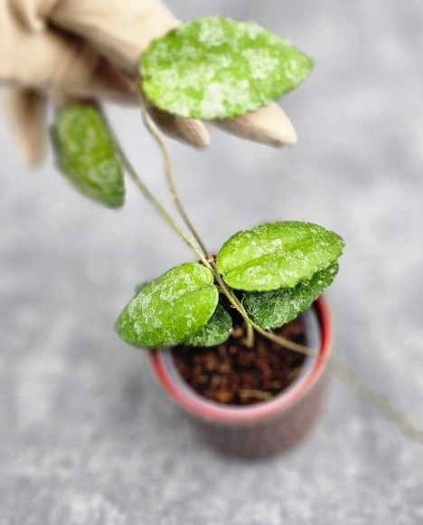 Hoya Caudata Aceh High Splash