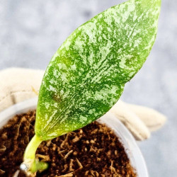 Hoya Rundumensis Silver