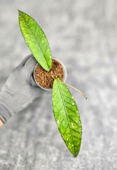 Hoya Sp.Aceh No Id Hoya Sp.Aceh No Id