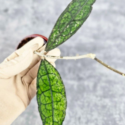 Hoya Clemensiorum Aceh #013                                