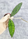 Hoya Clemensiorum Aceh #013                                