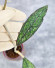Hoya Clemensiorum Aceh #013                                
