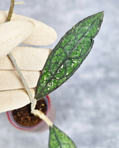 Hoya Clemensiorum Aceh #013                                