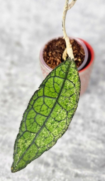 Hoya Clemensiorum Aceh #013                                