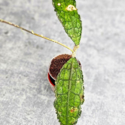 Hoya Clemensiorum Aceh ar #034