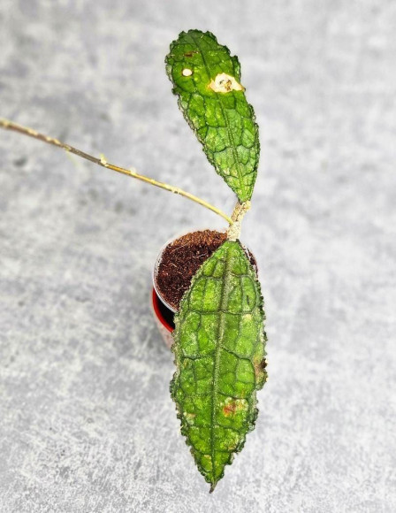 Hoya Clemensiorum Aceh ar #034 Hoya Clemensiorum Aceh ar #034