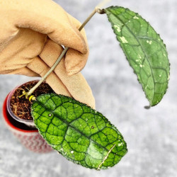 Hoya Clemensiorum Crocodile #001     