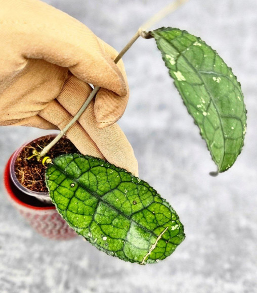 Hoya Clemensiorum Crocodile #001     