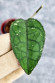 Hoya Clemensiorum Crocodile #001     