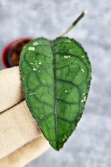 Hoya Clemensiorum Crocodile #001 Hoya Clemensiorum Crocodile #001