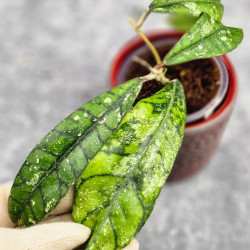 Hoya Calistophylla Splash  