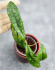 Hoya Calistophylla Splash  