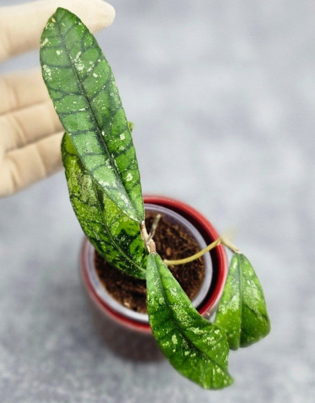 Hoya Calistophylla Splash Hoya Calistophylla Splash