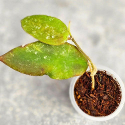 Hoya Caudata Aceh Red Leaf    