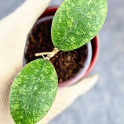 Hoya Sp Kalbar 
