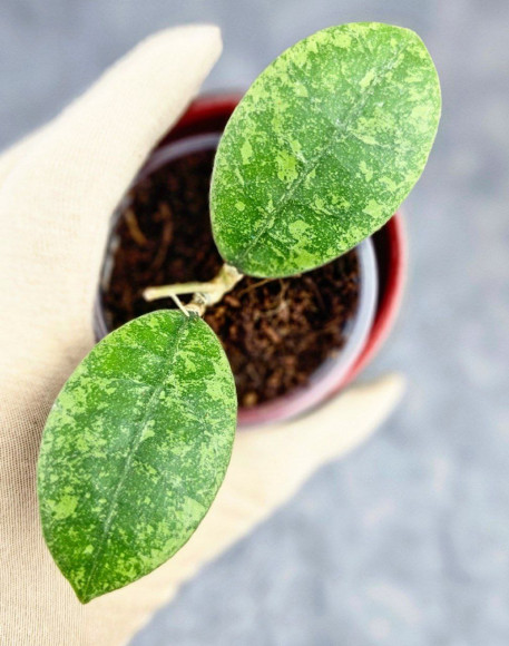 Hoya Sp Kalbar 