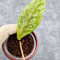 Hoya Rundumensis Silver 