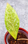 Hoya Rundumensis Silver 