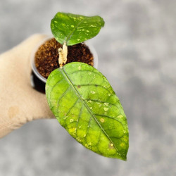 Hoya Sp.Aceh No Id 01 