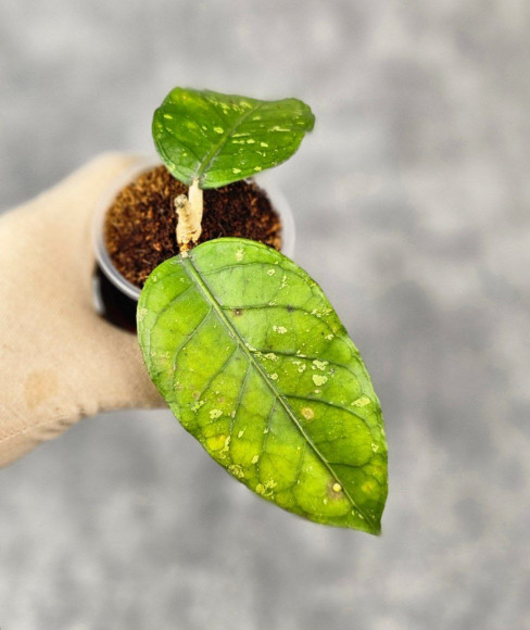 Hoya Sp.Aceh No Id 01 Hoya Sp.Aceh No Id 01