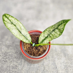 Hoya Buntokensis Purnama  