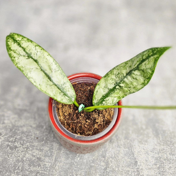 Hoya Buntokensis Purnama  