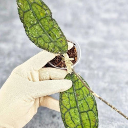 Hoya Clemensiorum Aceh #014                                