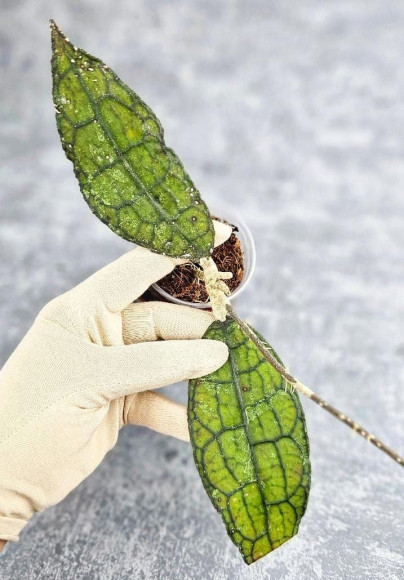 Hoya Clemensiorum Aceh #014                                