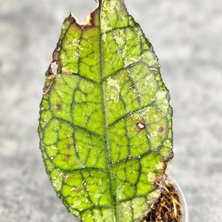 Hoya Clemensiorum Aceh ar #035