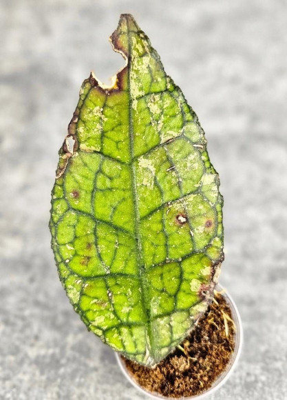 Hoya Clemensiorum Aceh ar #035 Hoya Clemensiorum Aceh ar #035