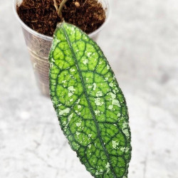 Hoya Clemensiorum Crocodile #001      