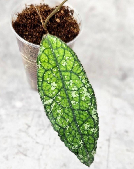 Hoya Clemensiorum Crocodile #001      