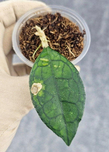 Hoya Clemensiorum Sarawak #002    