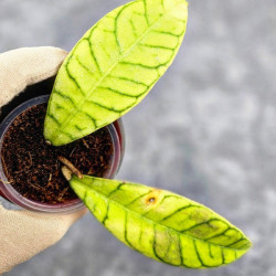 Hoya Calistophylla Long Leaf