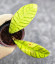 Hoya Calistophylla Long Leaf