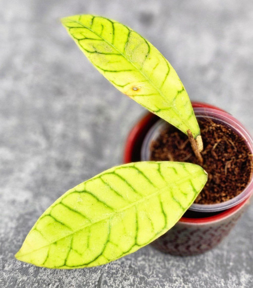 Hoya Calistophylla Long Leaf Hoya Calistophylla Long Leaf