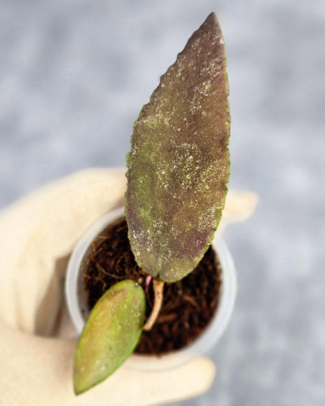 Hoya Caudata Aceh Red Leaf     